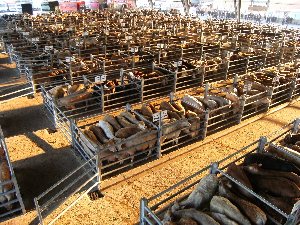 VISITE GUIDÉE DU MARCHÉ AUX BESTIAUX DE LAISSAC