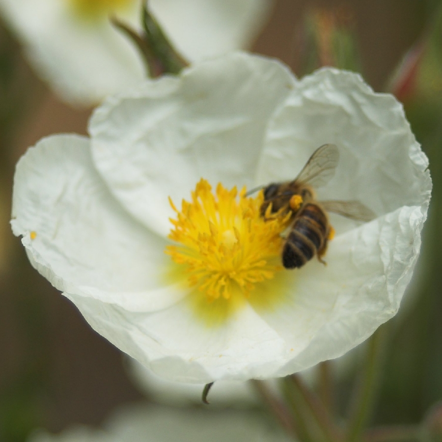 Permaculture ©OFFICE DE TOURISME DE PARELOUP LEVEZOU