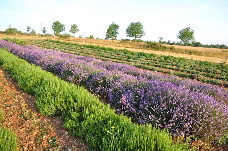 Visites guidées estivales gratuites Aromatiques du Larzac ©OFFICE DE TOURISME LARZAC VALLEES Visites guidées estivales gratuites Aromatiques du Larzac ©OFFICE DE TOURISME LARZAC VALLEES