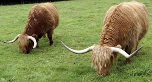 vaches, 