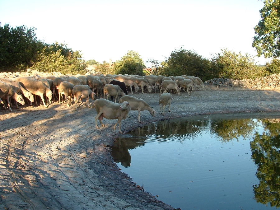 Alice Ricard's dairy farm