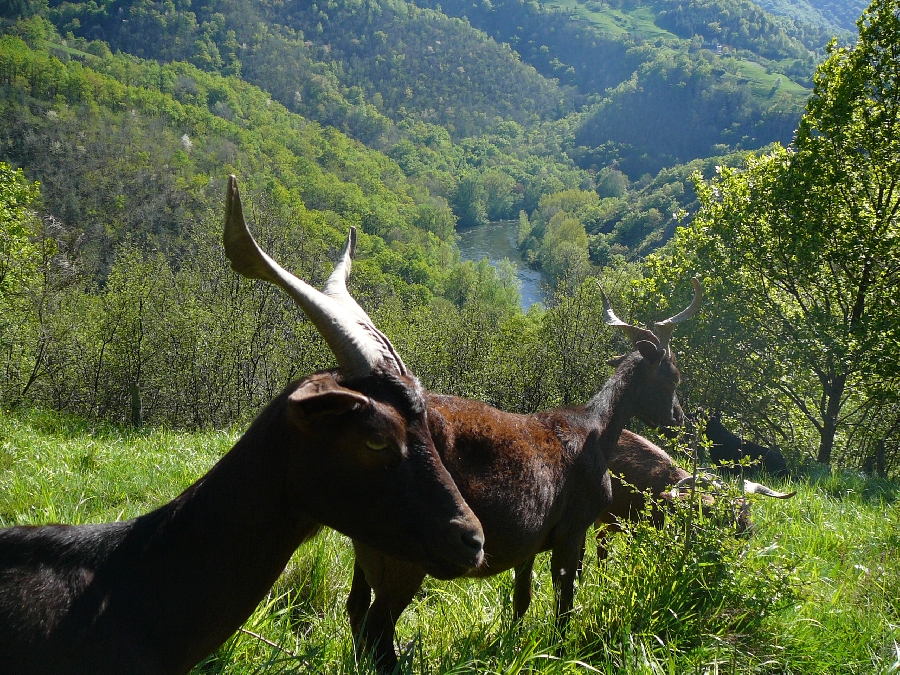 Fromages de chèvres du Rove et de brebis corses