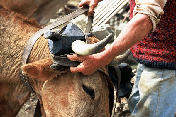 Fête de la race Aubrac Fête de la race Aubrac