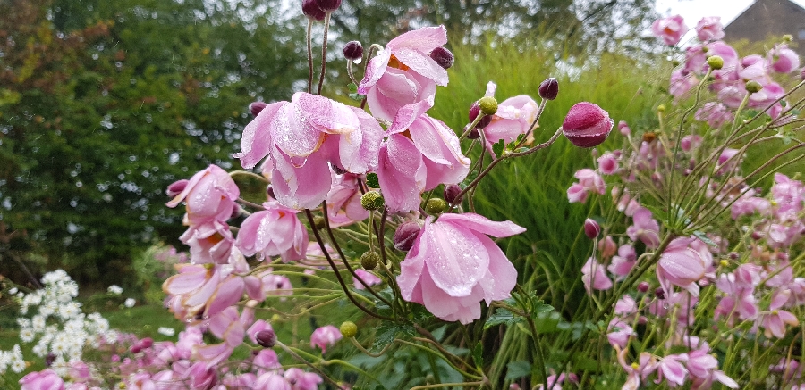 Le Jardin des plantes du Mourot