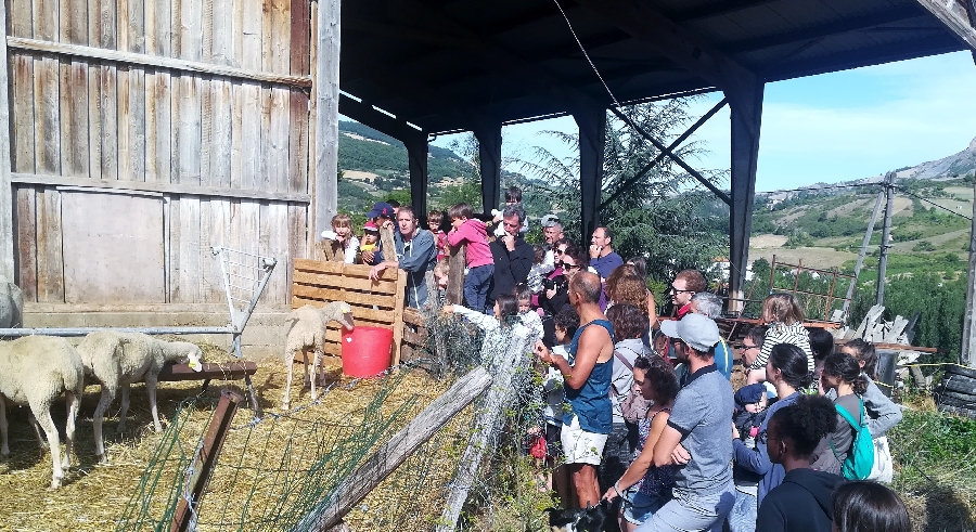 Ferme de Pinet, visite d'un élevage de brebis en agroécologie
