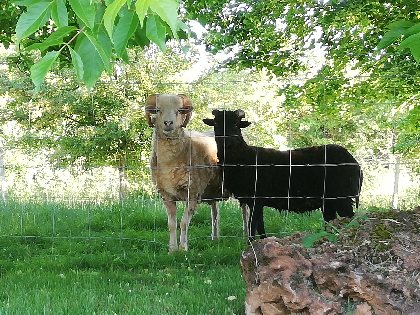 La Bergerie (groupes), La Bergerie
