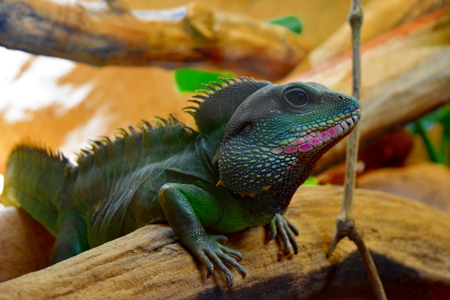 Le Reptilarium du Larzac