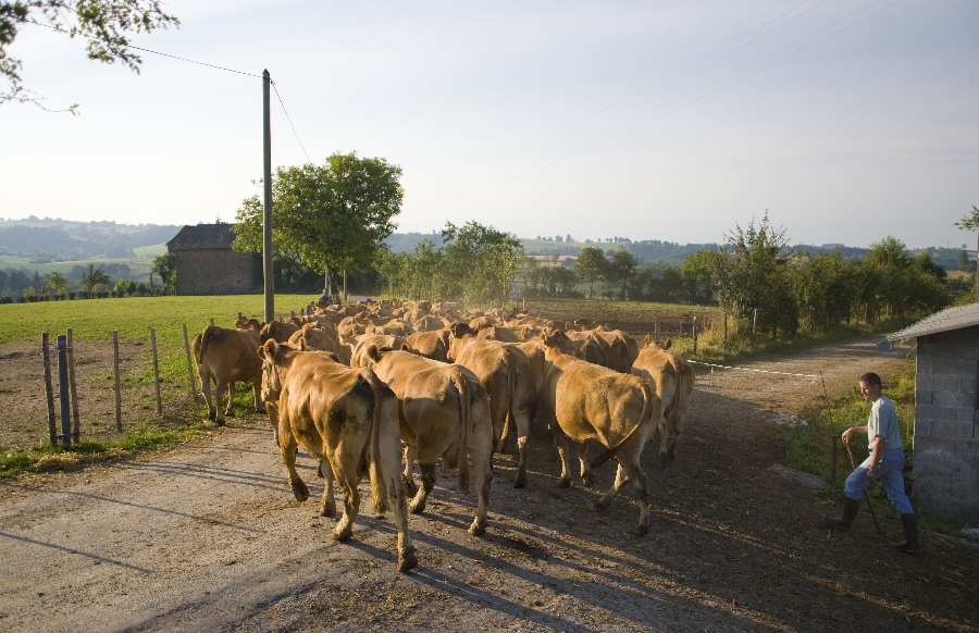 Visite de ferme du veau de l'Aveyron et du Ségala
