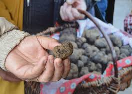 Fête de la Truffe et marché de Noël