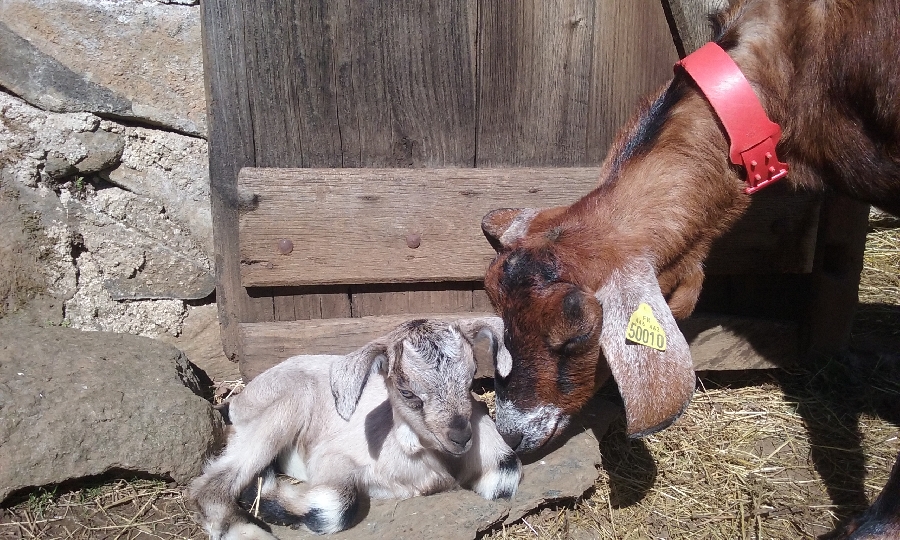 Ferme pédagogique des Bornottes