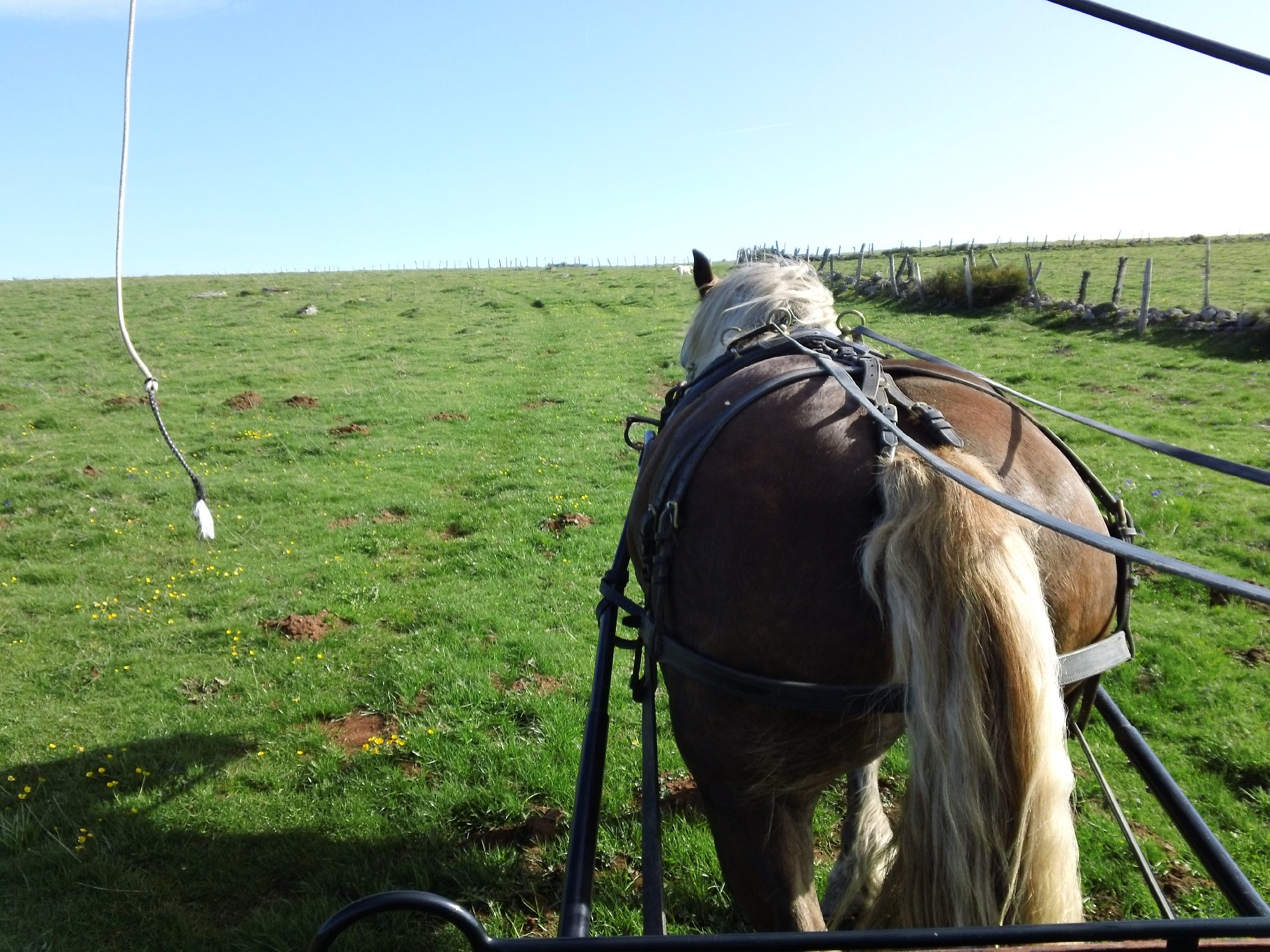Les écuries du Verdier, balades en calèche, Office de tourisme Argences en Aubrac
