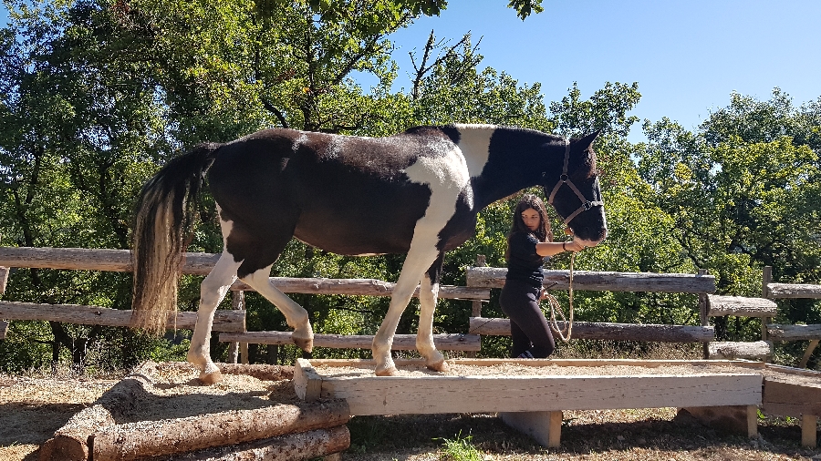 Horse & Cattle Farm – Ferme équestre de Vispens