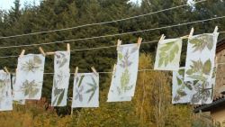 Atelier: Couleurs végétales
