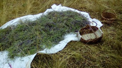 Récolte lavande sauvage, Le Sentier des Plantes