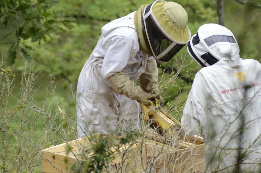 Mon rucher mes abeilles