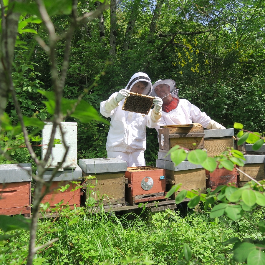Beekeeping Discovery Internship
