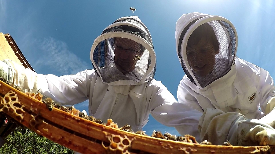 Stage Découverte de l'Apiculture  France Occitanie Aveyron Saint-Affrique 12400