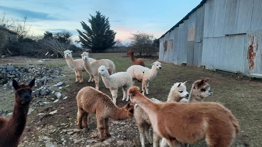 Les Alpagas filent sur le Larzac - Boutique