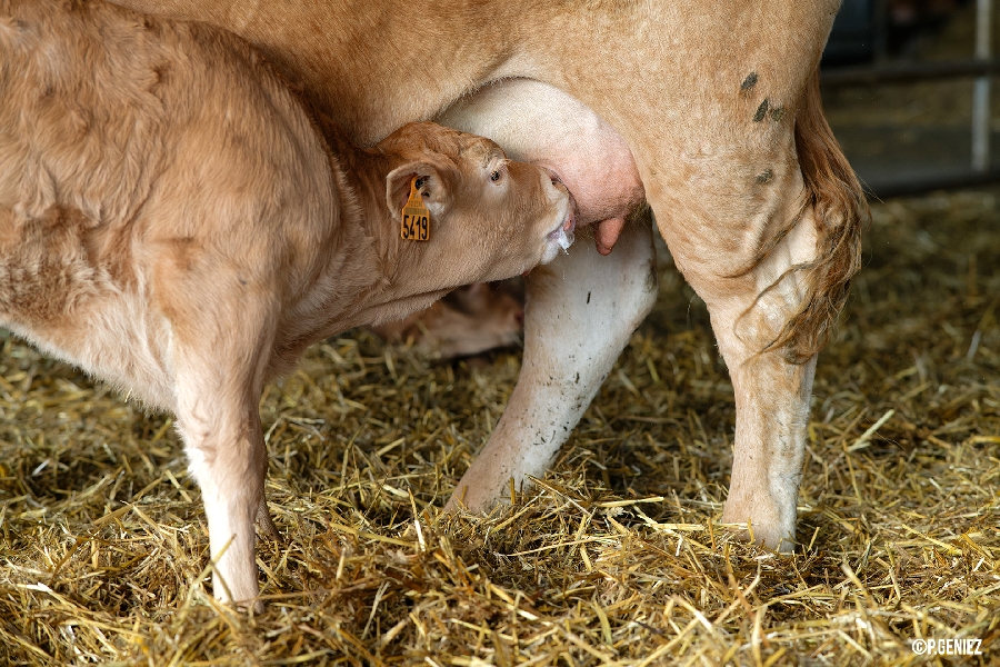 Visite de ferme de Veaux d'Aveyron et du Ségala