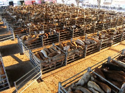 Visite guidée du marché aux bestiaux de Laissac (groupe), Office de Tourisme des Causses à l'Aubrac