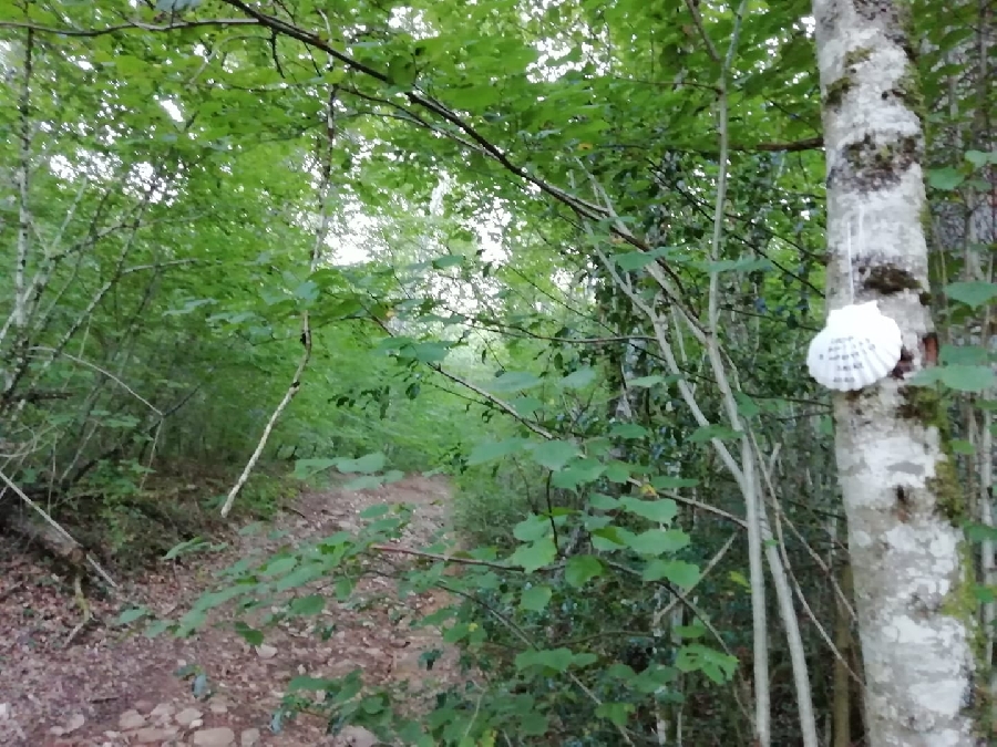 VTT - Circuit 6 Le Bois De L'ours  France Occitanie Aveyron Rodez 12000