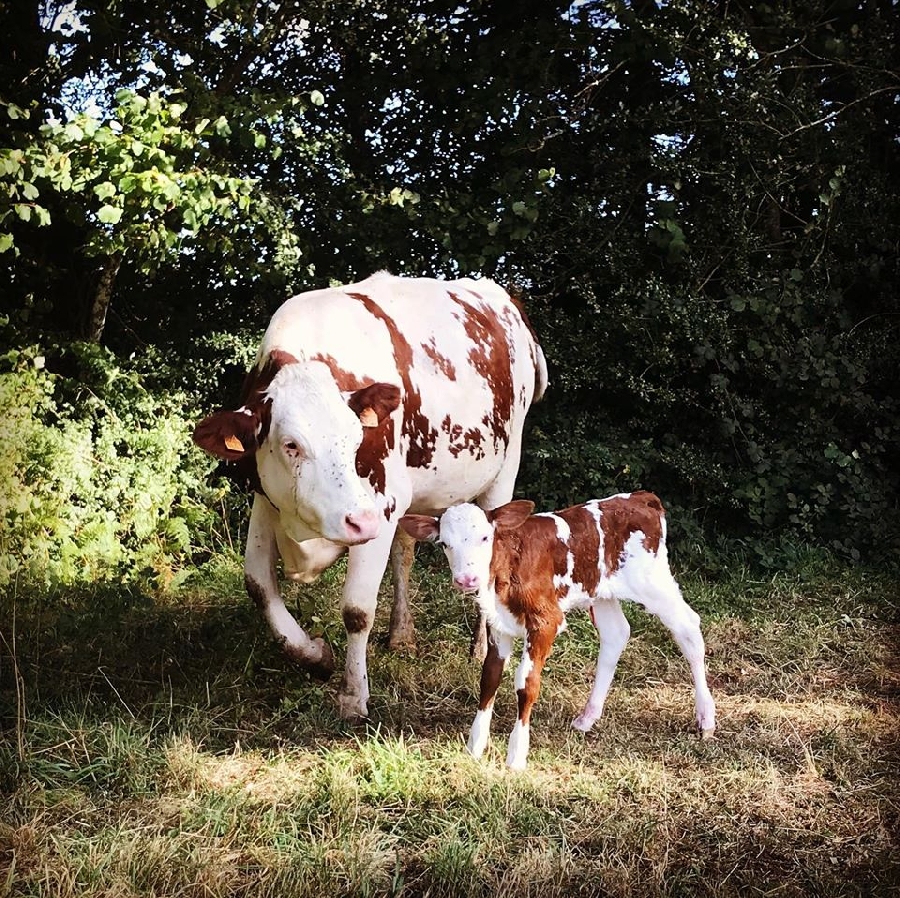 La Ferme du Froncalou