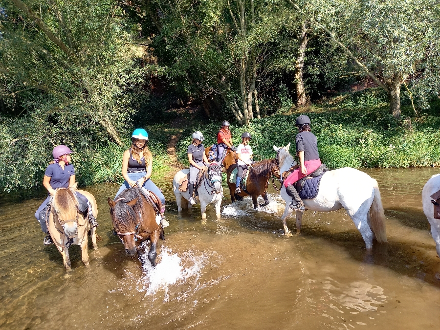 Les poneys de Patchanka