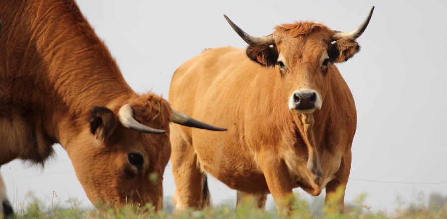 L'Aubrac de Naujac