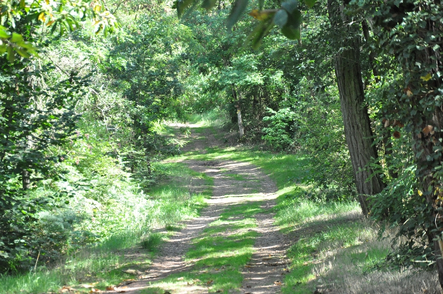 La Forêt de la Vaysse