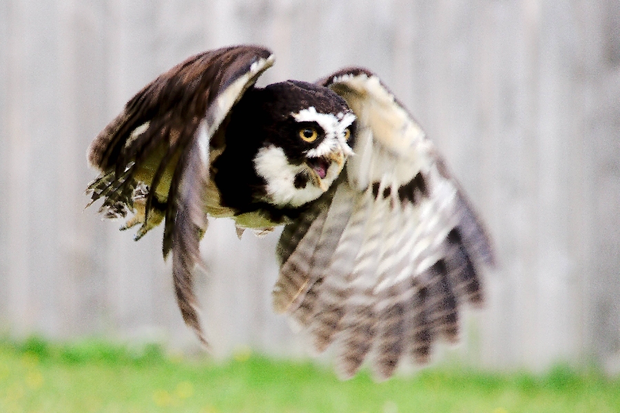 Introduction to falconry at the Segala Wildlife Park