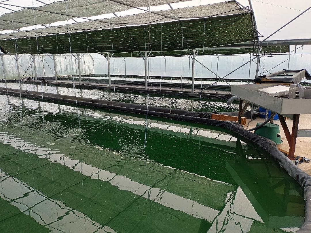 La spiruline du Mas de Fraysse, OFFICE TOURISME DU PAYS DE LA MUSE ET RASPES DU TARN