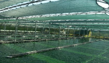 Spiruline Algahé, Spiruline Algahé