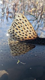 L'O à la Mouche, L'O à la mouche