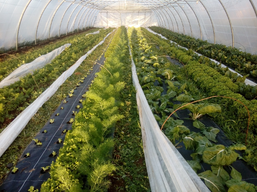 Les légumes des cailleries