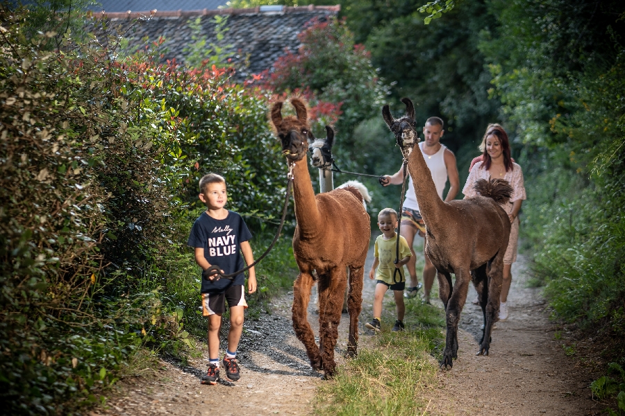 La Ferme des Andes - Balades avec des lamas