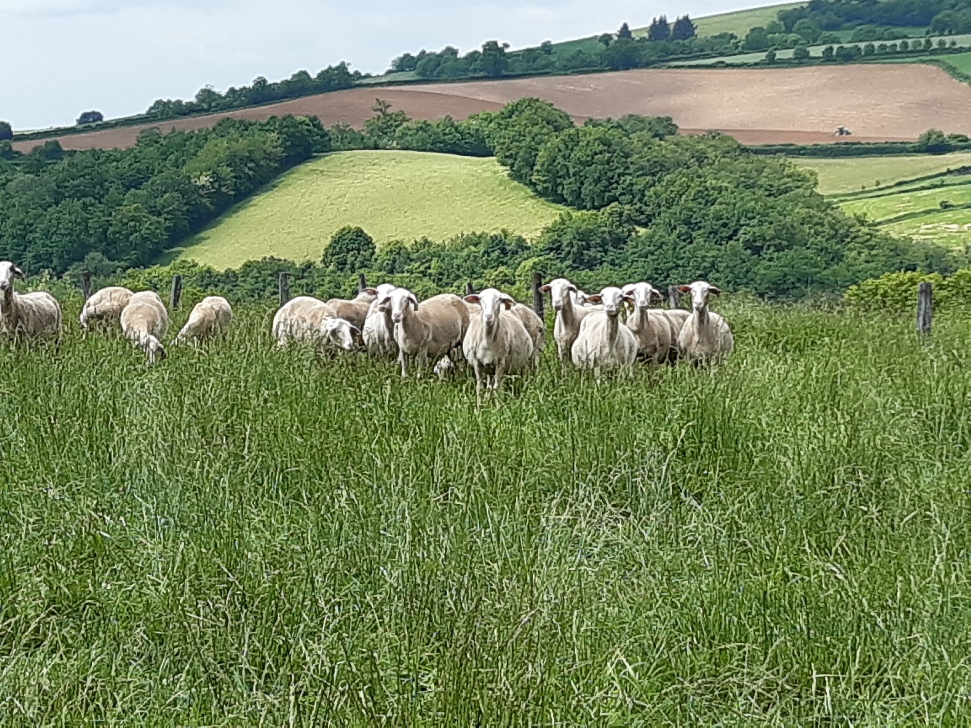 Visite de ferme à Sérieux, OFFICE DE TOURISME DU REQUISTANAIS