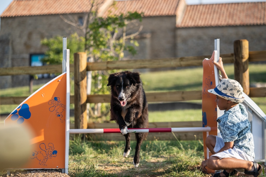 Parcours agilité canine