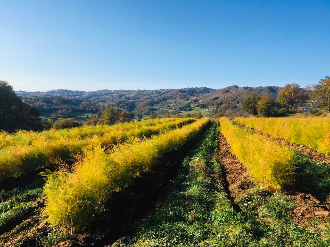Domaine le Verdus - Asperges, OFFICE DE TOURISME de CONQUES-MARCILLAC