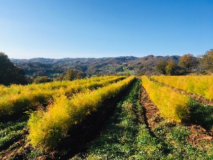 Domaine le Verdus - Asperges, OFFICE DE TOURISME de CONQUES-MARCILLAC