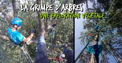A la croisée des Arbres : Grimpe d'arbres