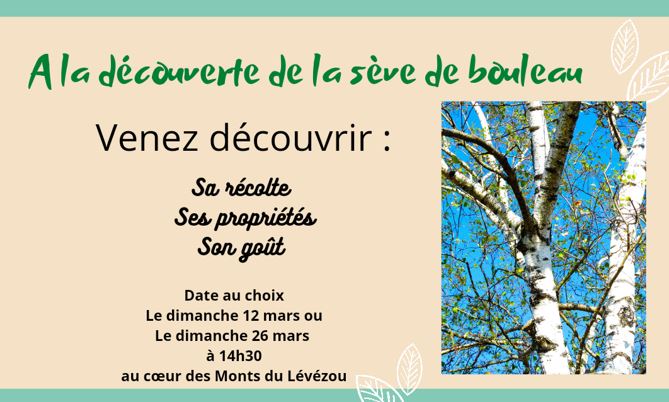 A la découverte de la Sève de Bouleau