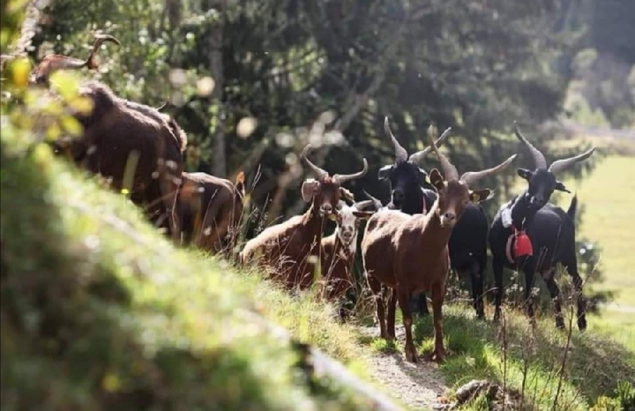 La Ferme du Bêêêz