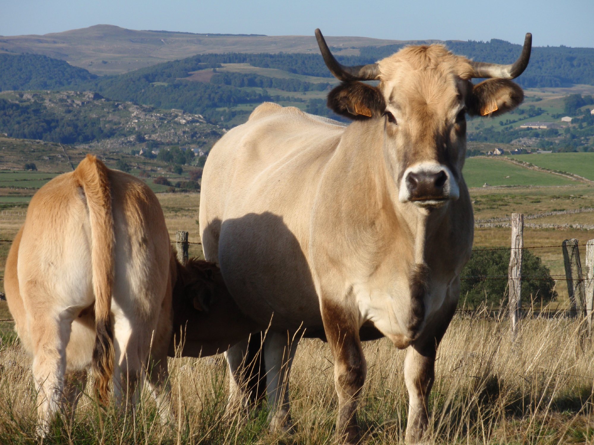Syndicat Cantonal Race Aubrac, Office de Tourisme en Aubrac