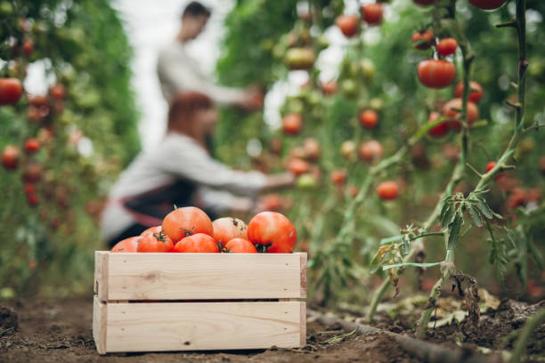 Les jardins de Lamayous