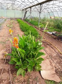 Au potager du Dourdou, OFFICE DE TOURISME DU PAYS DE ROQUEFORT ET DU ST-AFFRICAIN
