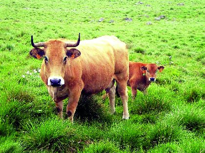 Ferme La Montagnette, Office de Tourisme en Aubrac