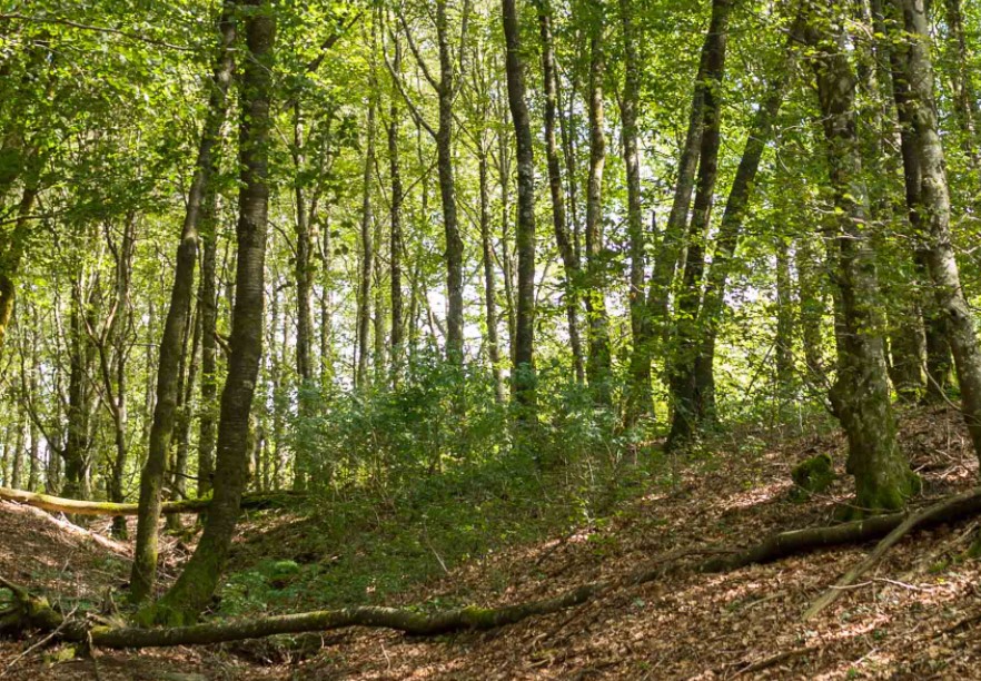 Balade naturaliste - excursion forestière