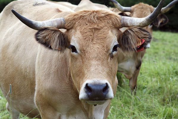 Vente de Viande 