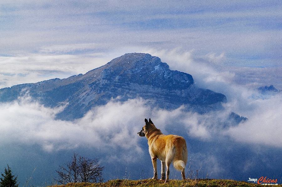 Le Temps des Chiens