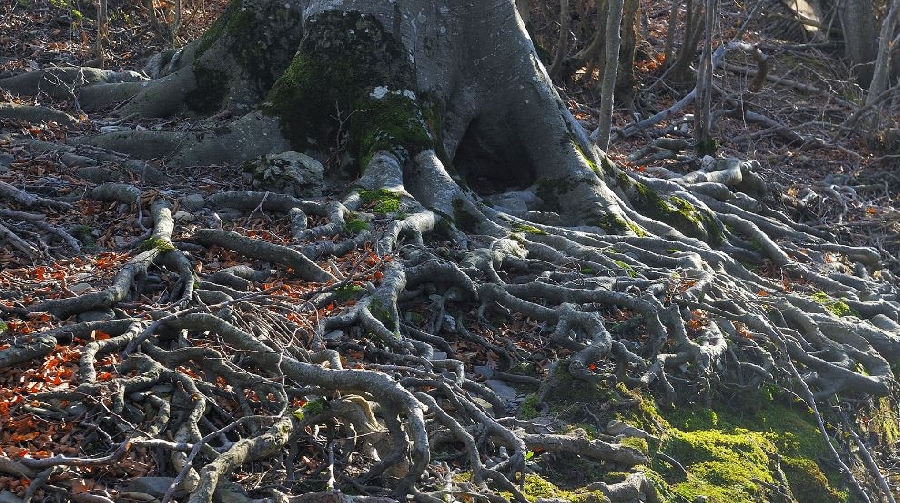 CONCOURS PHOTO sur la biodiversité du Lévézou